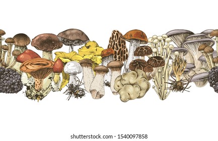 Colorful seamless border with hand drawn edible mushrooms. Vector illustration