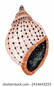 Colorful Seashell Watercolor Painting - Artistic Marine Wildlife Illustration