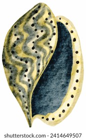 Colorful Seashell Watercolor Painting - Artistic Marine Wildlife Illustration