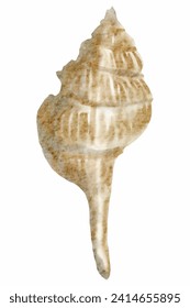Colorful Seashell Watercolor Painting - Artistic Marine Wildlife Illustration