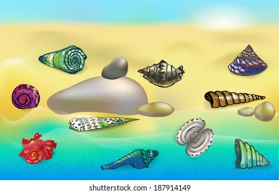 Colorful seashells on the beach