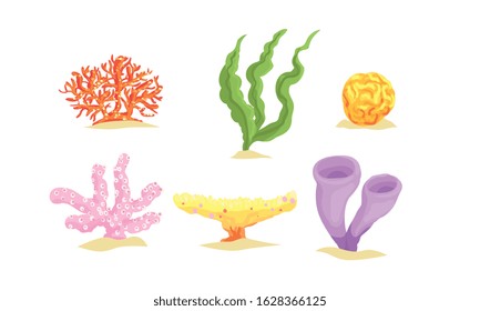 Colorful Seaweeds Collection, Aquatic Marine Algae, Underwater Ocean or Sea Plants Vector Illustration