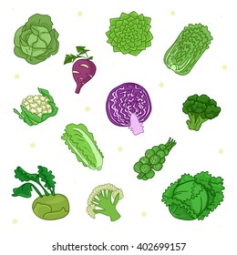 Colorful set of cabbage. Vector illustration 