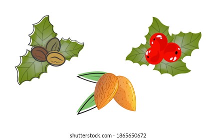 Colorful set of coffee beans, almonds and holly berry. Botanical Illustrations.Vector.
