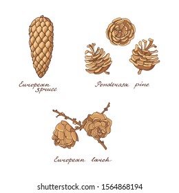 Colorful set of cones of conifer trees on a white background. Ponderosa pine, European spruce and European larch. Vintage hand-drawn collection of holiday deco. Vector illustration. 
