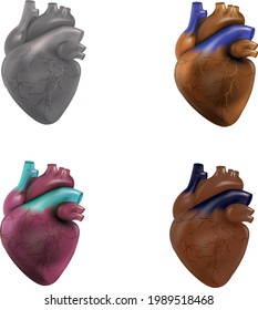 Colorful set of four human heart . Vector illustration.