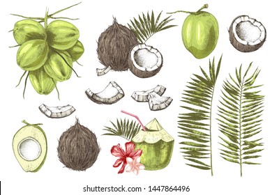 Colorful set of hand drawn coconuts. Vector illustration in retro style