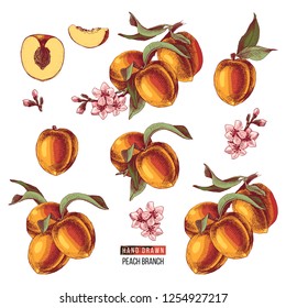 Colorful set of hand drawn peach fruits, branches, flowers and sliced pieces. Vector illustration