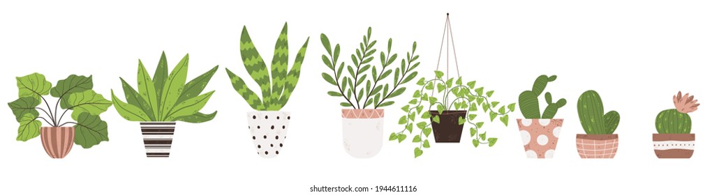 Colorful set of houseplants in pot. Vector illustrations of Indoor plants in flowerpot collection. Flowers and cactus in pot in flat cartoon style. Isolated on white background.