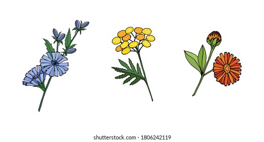Colorful set of isolated objects of wildflowers chicory, tansy, calendula on a white background. Vector illustration for design, directory, announcements, postcards, manual, invitations, posters.