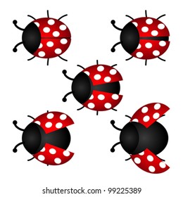 colorful set of Ladybird, vector