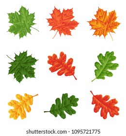 Colorful set of oak and maple fall, autumn leaves,  isolated on white background.Vector illustration. Eps 10.  
