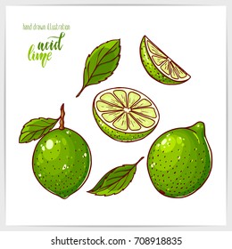 Colorful set of ripe and tasty lime, whole and sliced, with leaves. Hand drawn illustration with hand lettering headline.