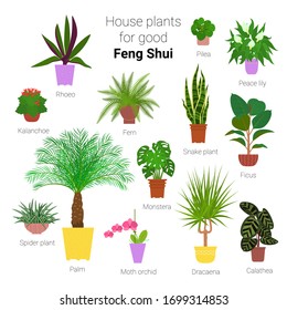 Colorful set of various potted houseplants for good feng shui. Succulents, evergreen plants in planters. Flat style stock vector illustration.