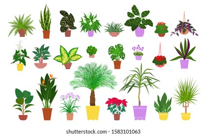 Colorful set of various potted tropical houseplants. Succulents, evergreen plants in planters. Flat style stock vector illustration.