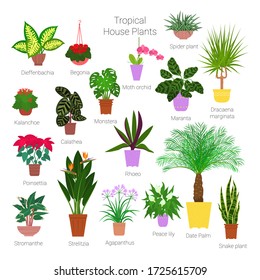 Colorful set of various potted tropical houseplants. Succulents, evergreen plants in planters. Flat style stock vector illustration