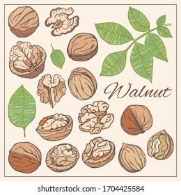 Colorful set vector isolated icons Walnut. Nuts hand drawn style 