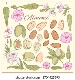Colorful set vector isolated icons Almond. Nuts hand drawn style