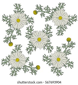 colorful set white and yellow and green flowers chamomile holidays on white background. Vector illustration. Valentine. Birthday card.