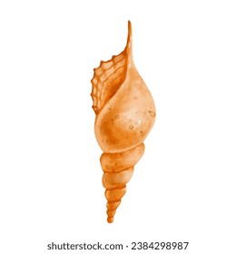 Colorful shell, seashell shell. Vector graphics.