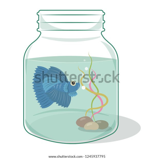 fighter fish in bottle