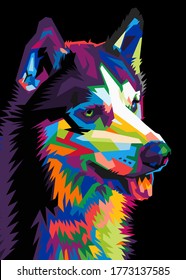 colorful Siberian Husky dog on pop art style isolated black backround