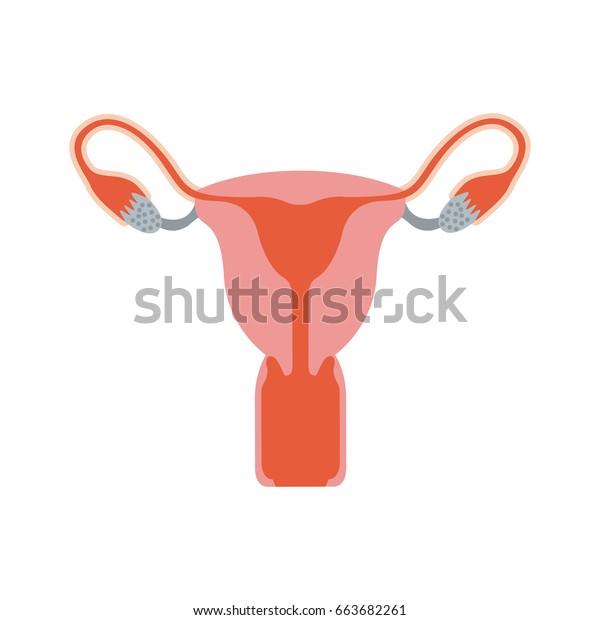 Colorful Silhouette Female Reproductive System Vector Stock Vector Royalty Free 663682261 1395