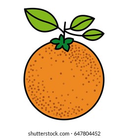 colorful silhouette with orange fruit with stem and leaves vector illustration