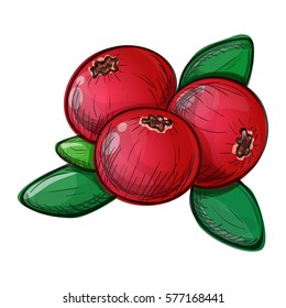 Colorful sketch style illustration of cranberry on a white background. Vector.