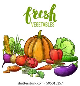 Colorful sketch style set of vegetables icons. Eco organic fresh template with vegetables for the decoration of menu. Vector.