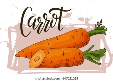 Colorful sketch vegetable. Healthy food poster Farmers market design with carrot. Vector illustration