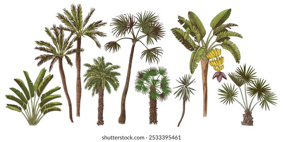 Colorful sketched palm trees collection