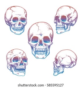 Colorful skull collection. Vector sketch of skull isolated on white