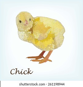 colorful small chick. vector sketch on background