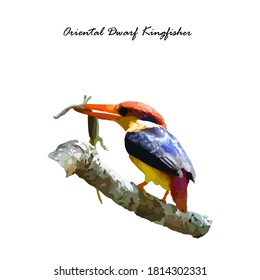 an colorful small cute Oriental Dwarf kingfisher on the white background