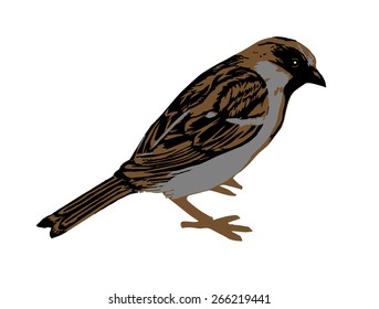 Colorful sparrow