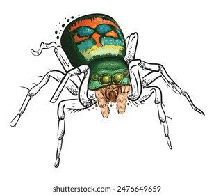 A colorful spider with beautiful eyes, an abdomen and furry legs. Vector isolated image of an arthropod insect