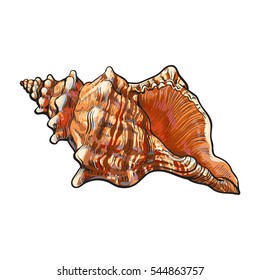 Colorful Spiral Conch Sea Shell, Sketch Style Vector Illustration Isolated On White Background. Realistic Hand Drawing Of Saltwater Conch, Sea Snail Shell