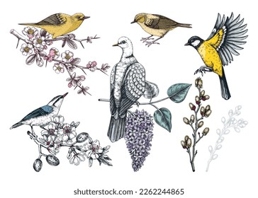 Colorful spring birds illustrations set. Dove, yellow warblers, great tit, nuthatch on blooming branches in sketched style. Hand drawn passerine birds and flowers isolated on white background