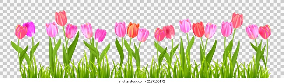 Colorful spring blossom tulips. Nature floral concept isolated. Seasonal design elements for decor card, banner, ticket, leaflet, poster, invitation, congratulation and so on.