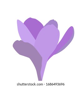 Colorful spring flower. Opened and opened blue crocus. Vector Illustration. EPS10