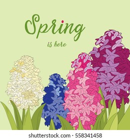 Colorful spring hyacinths. Vector illustration of set of plants on light green background