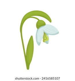 Colorful spring snowdrop flower. Vector graphics.