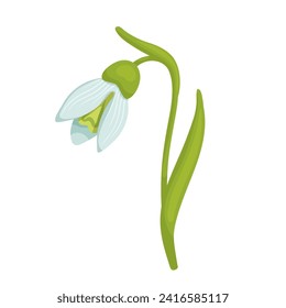 Colorful spring snowdrop flower. Vector graphics.