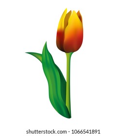 Colorful spring tulip