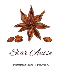 Colorful Star Anise hand drawn sketch. Retro botanical line art. Medical herb and spice. Vintage raw Badyan. Flower and seeds. Herbal vector illustration isolated on white background