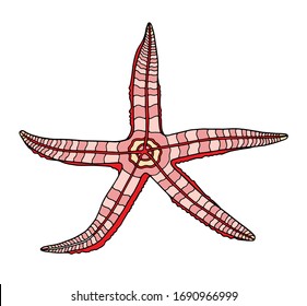 Colorful starfish. Hand drawn vector illustration. Pink sea star isolated on white background. Marine element for posters, cards, decoration, invitations, print