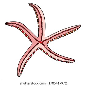 Farbige Seesterne. Handgezeichnete Vektorillustration. rosafarbener Stern einzeln auf weißem Hintergrund. Meereselement für Poster, Karten, Dekoration, Einladungen, Druck