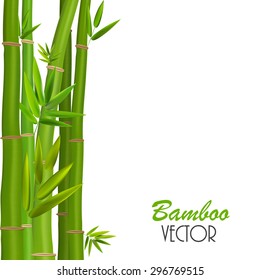 Colorful Stems and Bamboo Leaves. Vector Illustration. EPS10