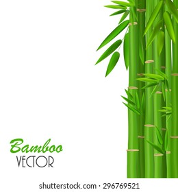 Colorful Stems and Bamboo Leaves. Vector Illustration. EPS10